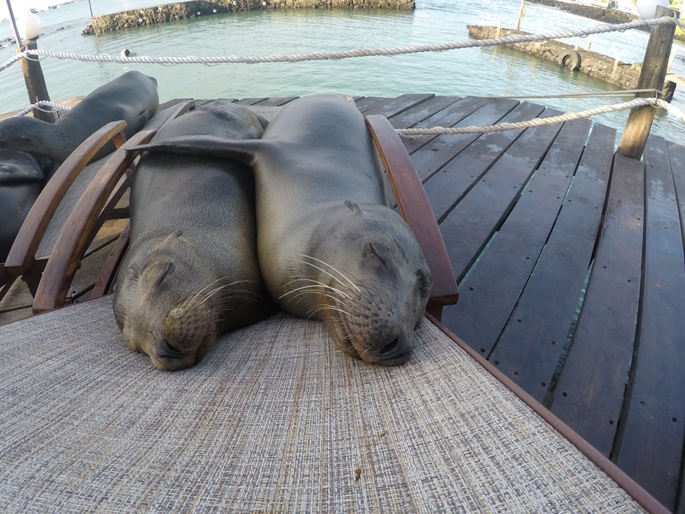 gray sealions