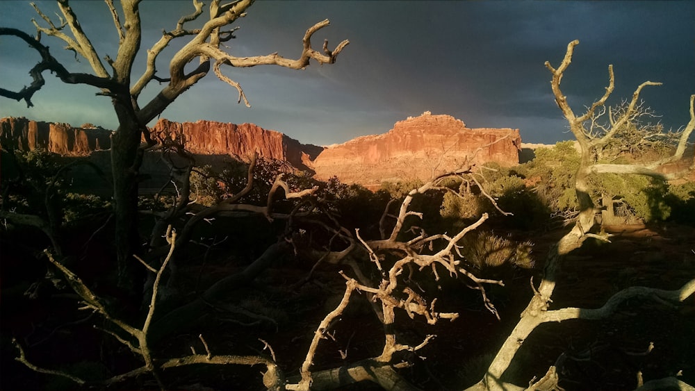 bare trees in shallow focus photography