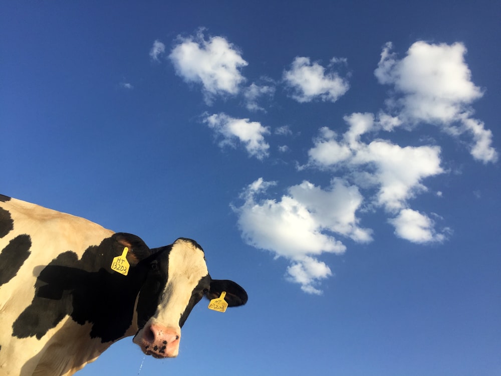 Zeitrafferfotografie einer Rinderkuh unter Wolken