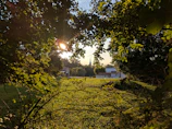 Sunlight filtering through cacao leaves over a rustic farm landscape