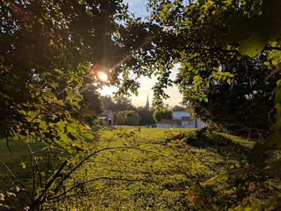 Sunlight filtering through cacao leaves over a rustic farm landscape