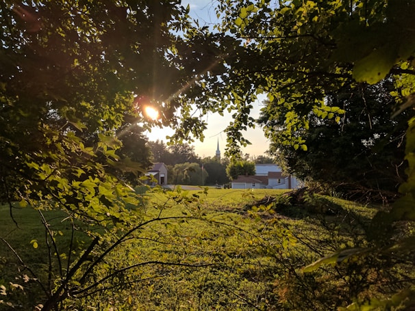 Sunlight filtering through green leaves on a farm.