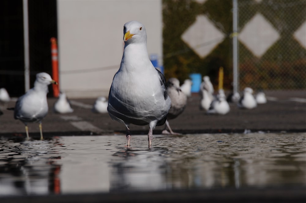 seagull on water near road