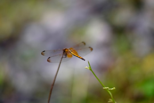 selective focus photography of orange dragonfly on plant in Pollachi India