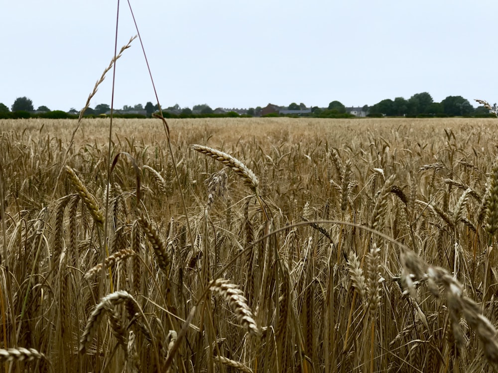 brown field near green mountains