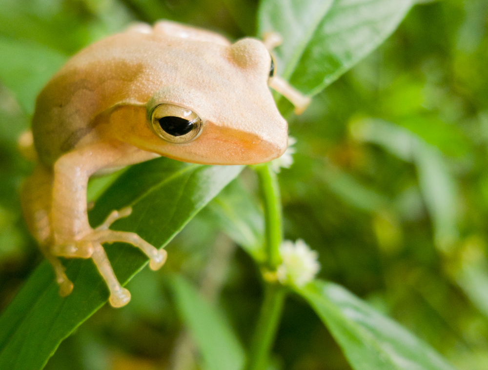 selective focus of brown frog perch on green leaf at daytime