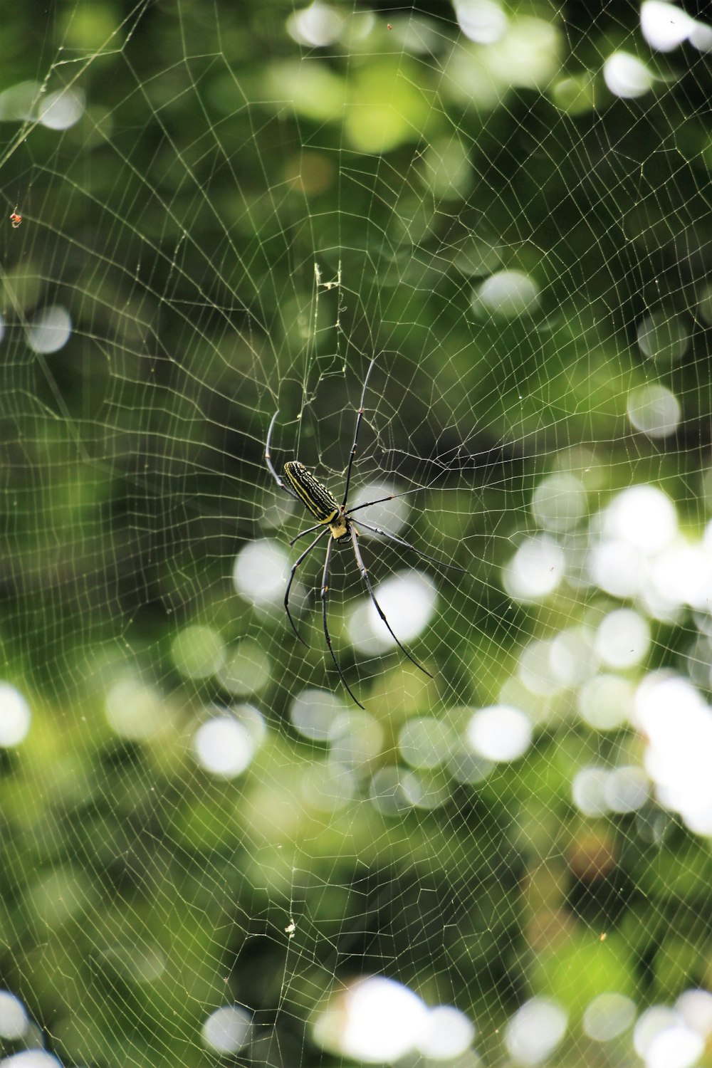 Spinne am Netz im Wald