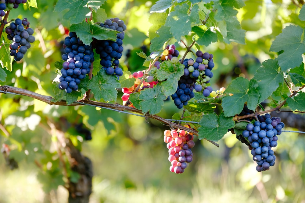 Wild grapes grow on a vine in a wine vineyard