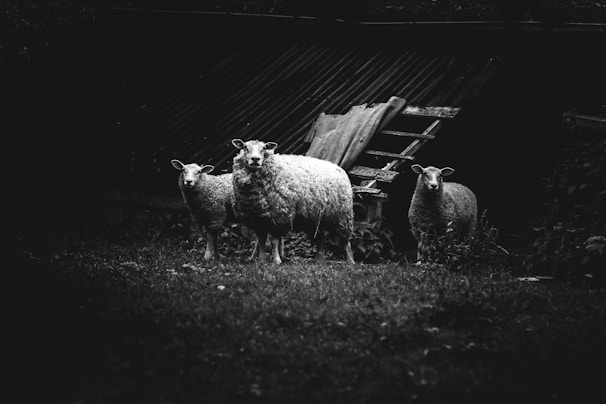 Three sheep stand on grass in front of a dark, rustic backdrop. The setting appears to be a somber rural environment with a hint of overcast lighting.