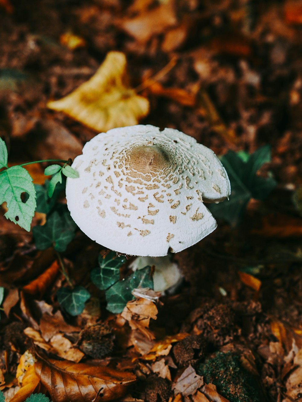 white and brown mushroom