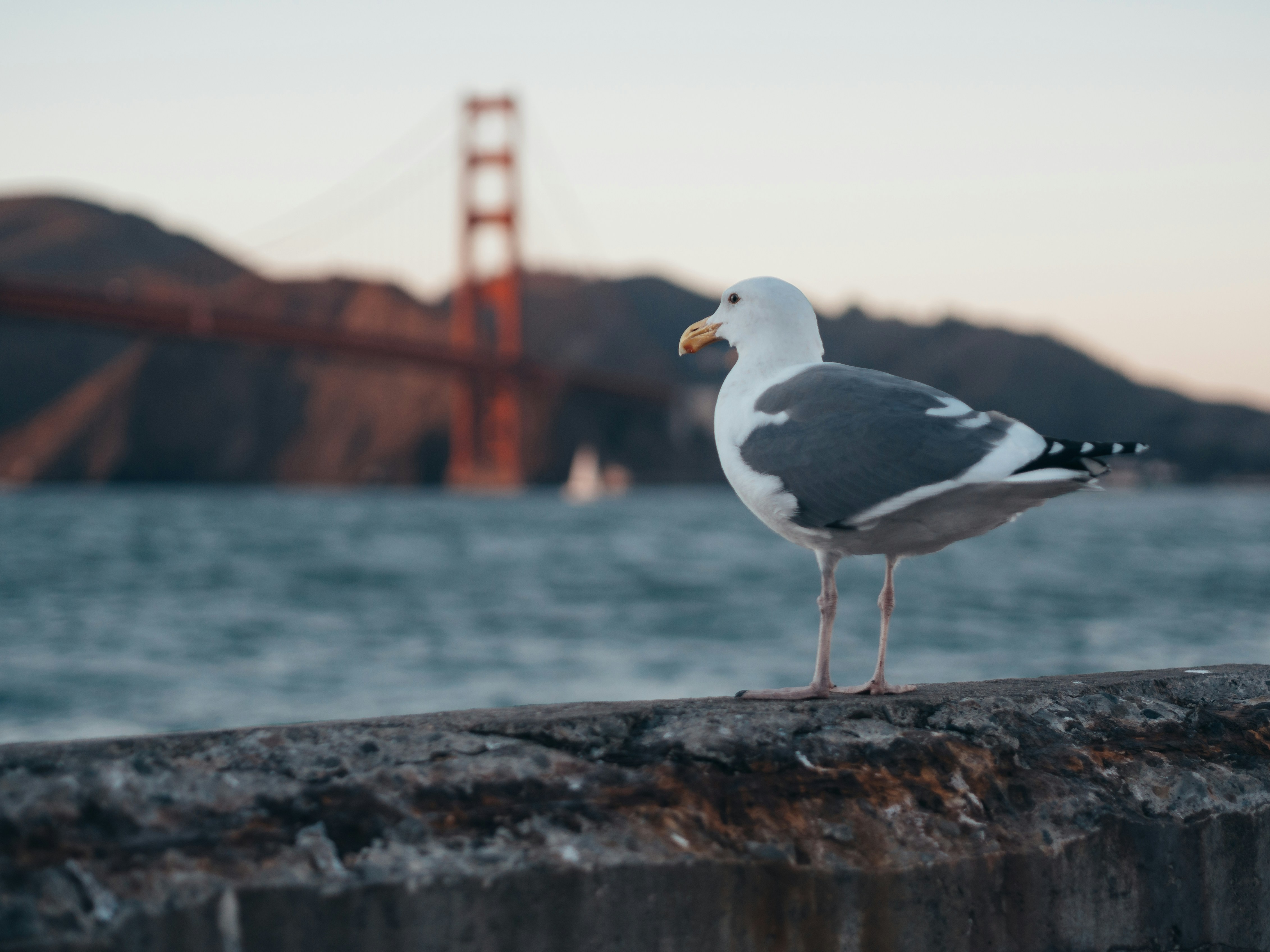 Marine | 1 best free marine, animal, bird and grey photos on Unsplash