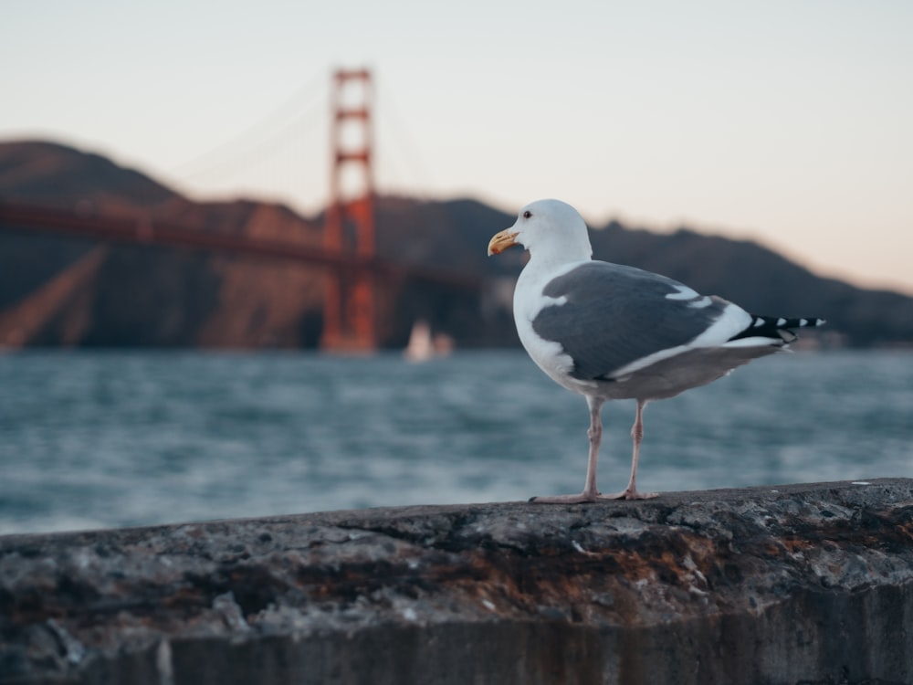 selective focus photography of seagull on gray rock