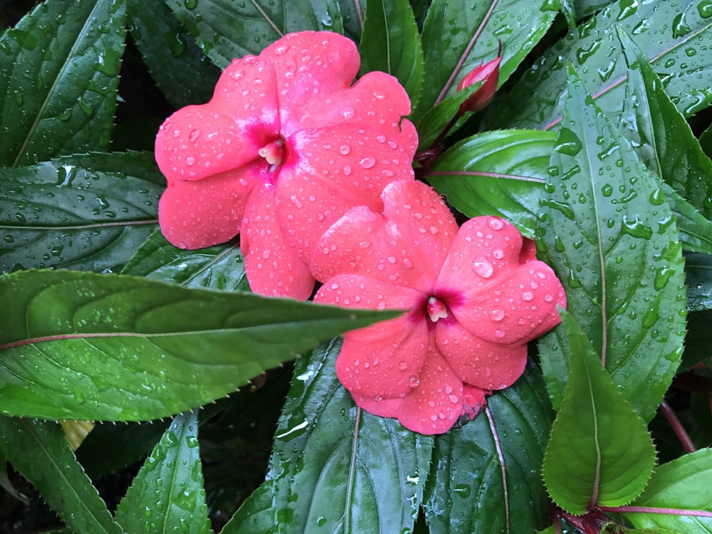 two pink petaled flowers