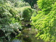 Close-up of vibrant leaves and blooming flowers surrounding a tranquil water stream.