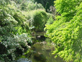 Close-up of vibrant leaves and blooming flowers surrounding a tranquil water stream.