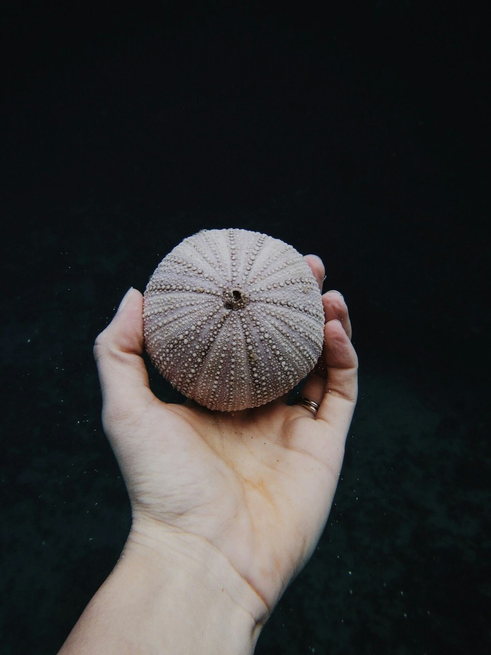 person holding beige ball decor