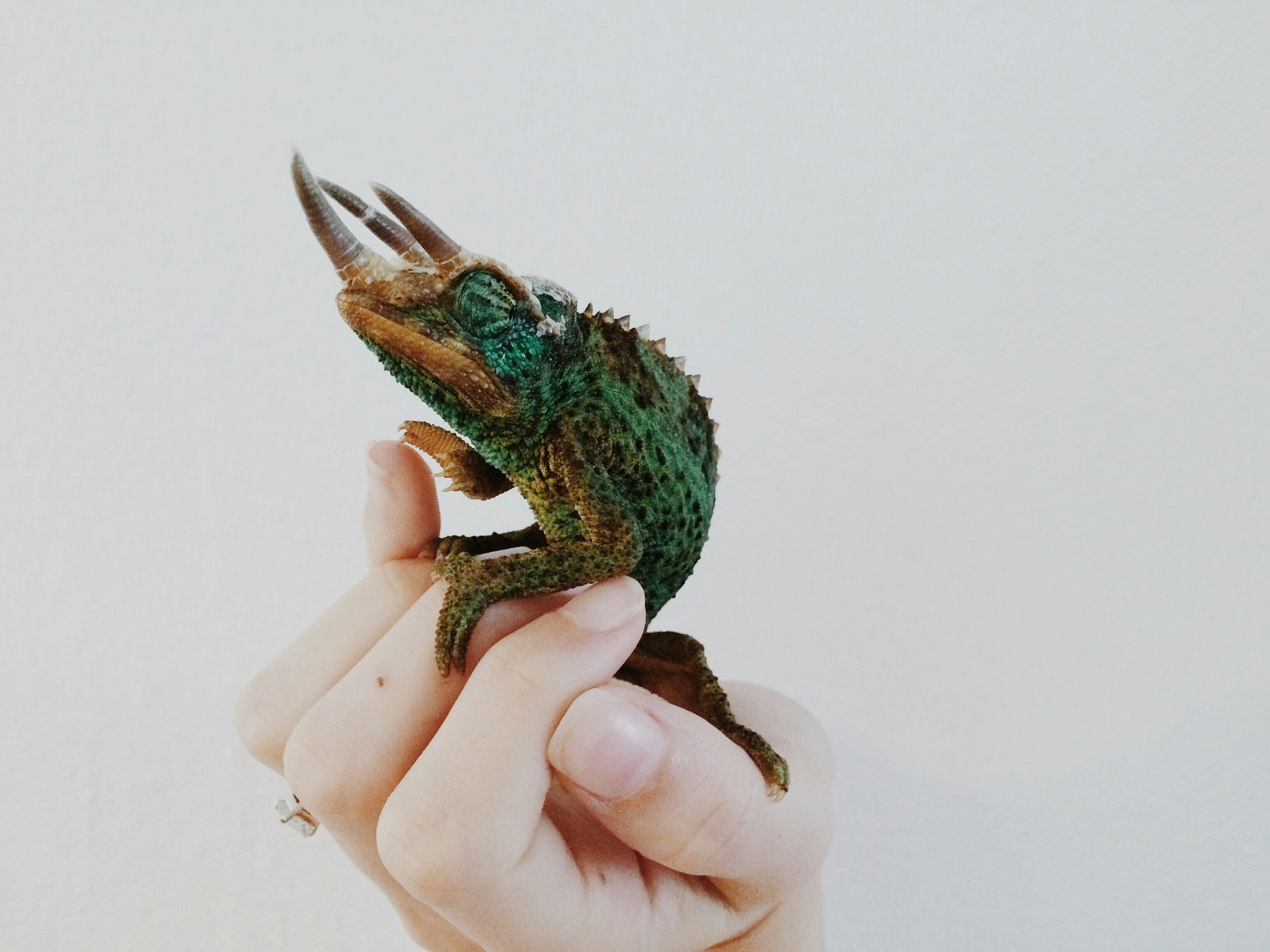 When Your Child Wants a Pet? Best Pets for Kids: Unusual & Exotic Pet Options