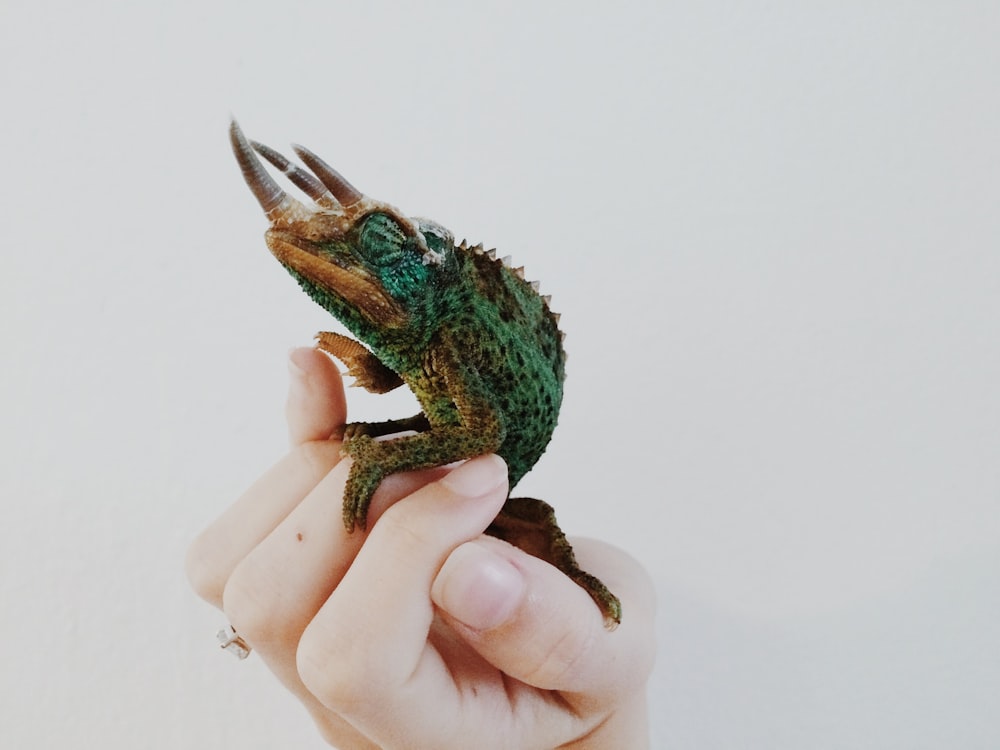 person holding green frog