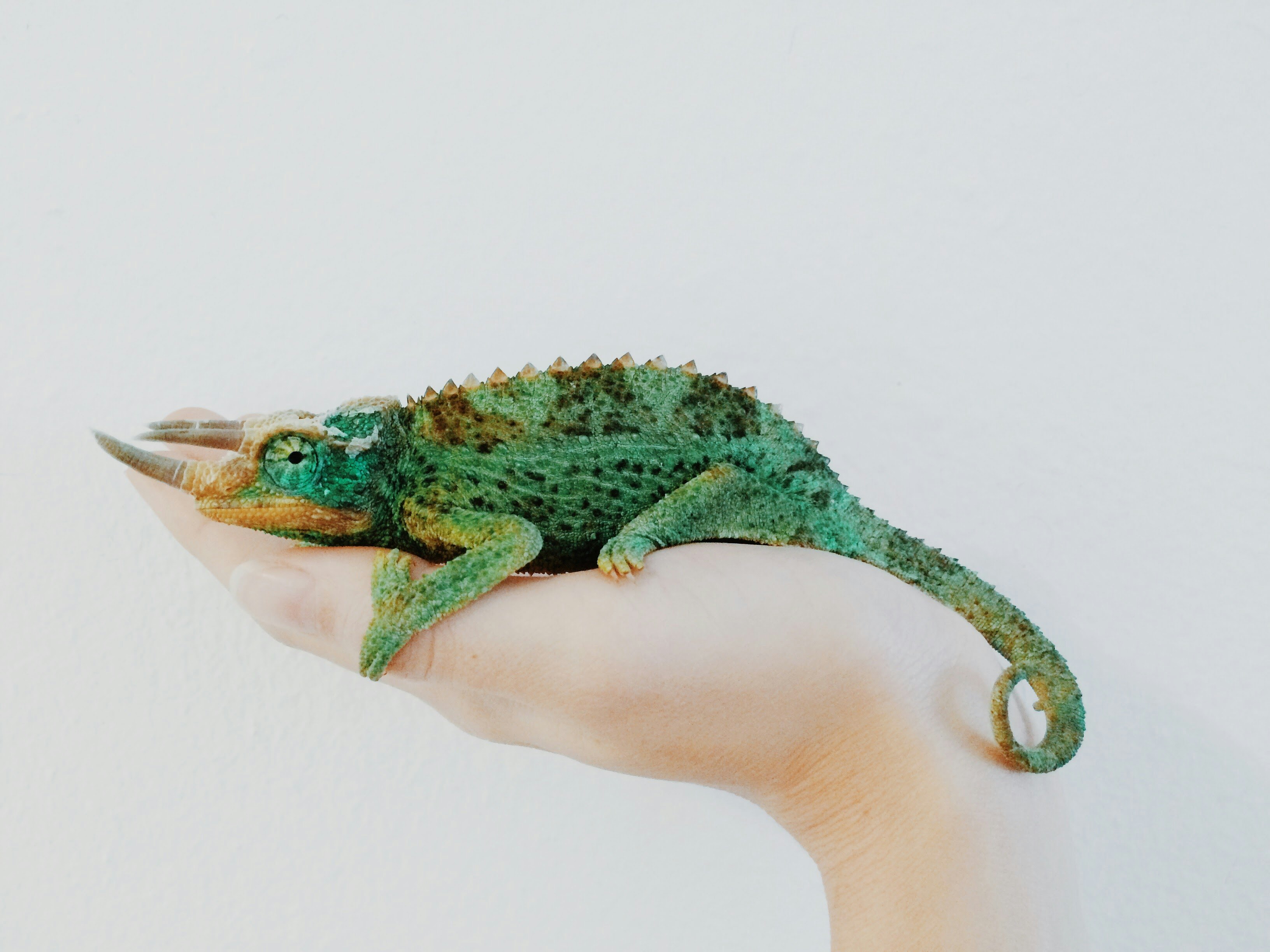 person holding green chameleon
