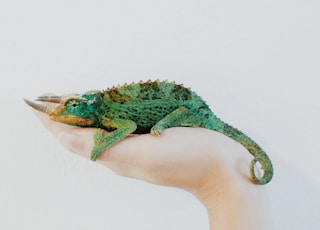 person holding green chameleon