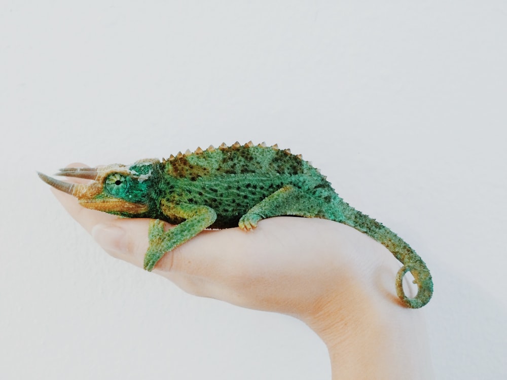 person holding green chameleon