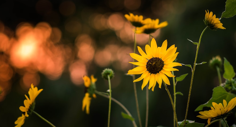 Fotografía de enfoque selectivo girasol amarillo