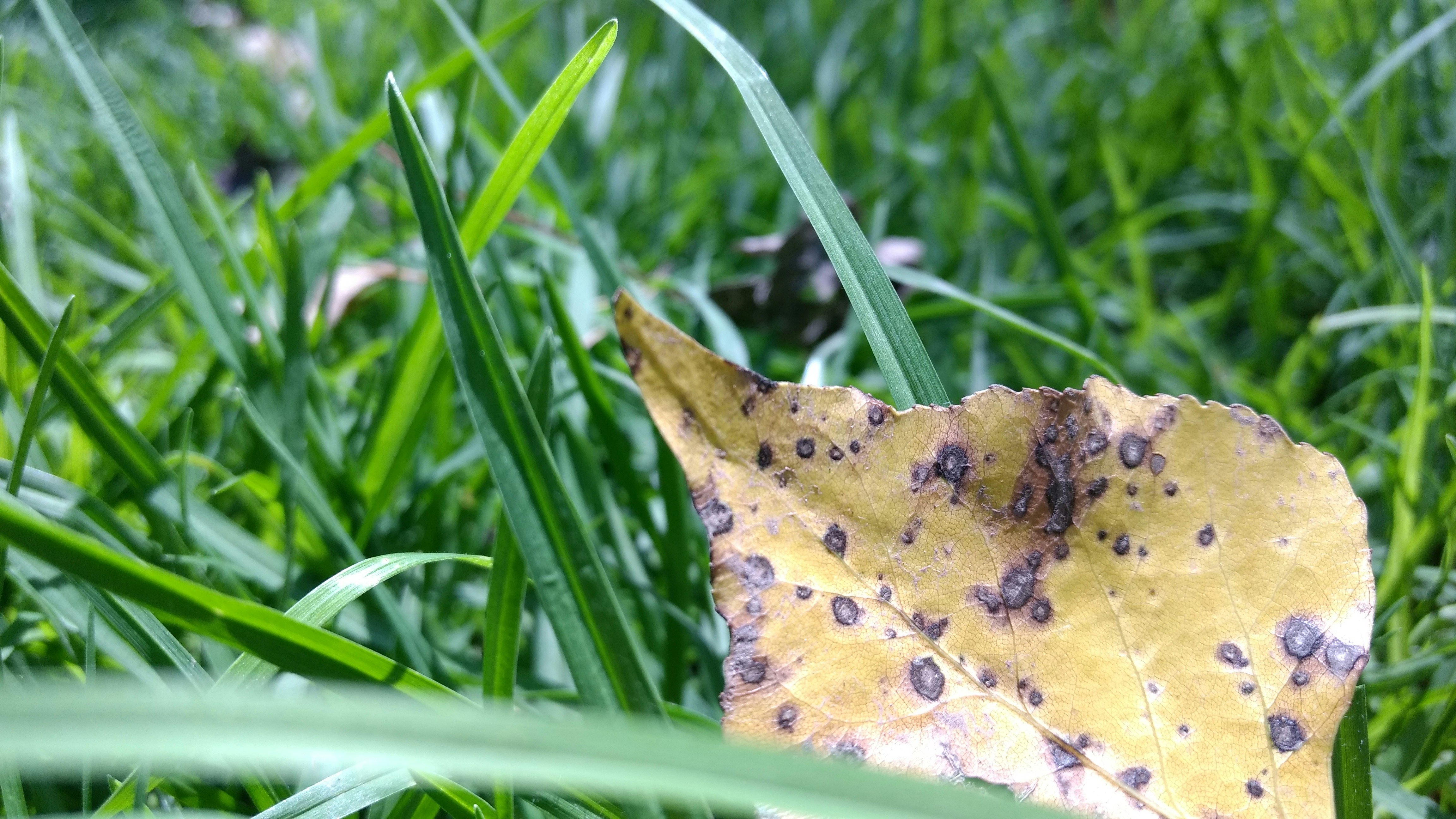 Natural pest control gardening - Gardener inspecting leaves for pests