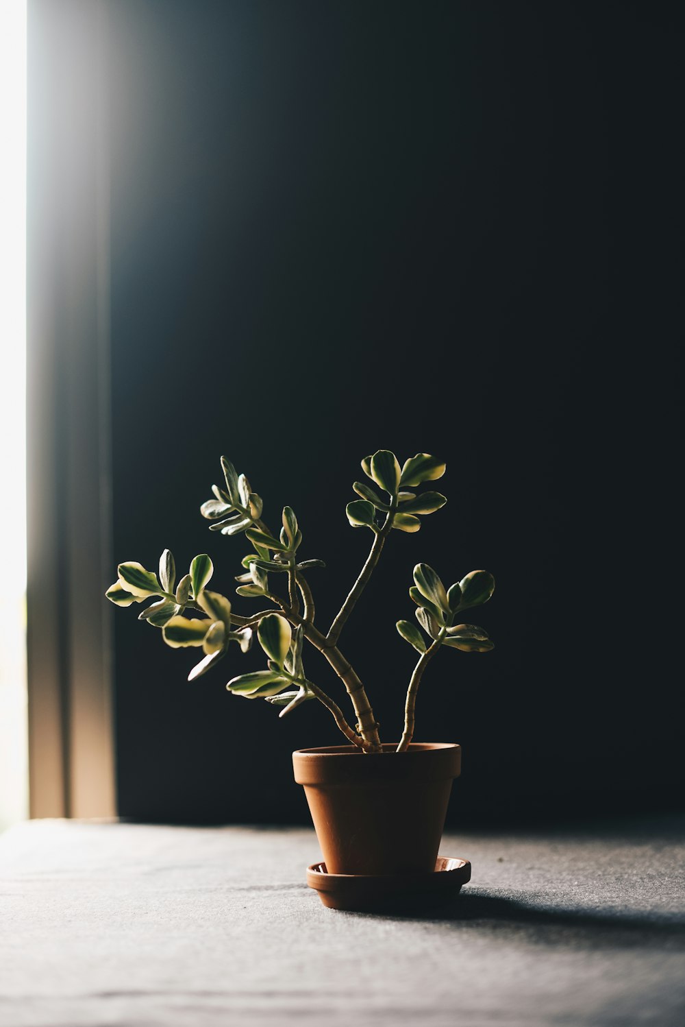 green indoor plant in clay pot