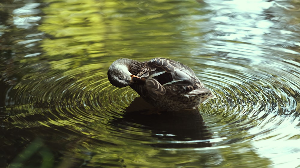 duck on body of water