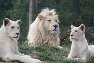 A majestic white lion with a flowing mane is surrounded by two white lionesses, all resting on a grassy area with some vegetation in the background.