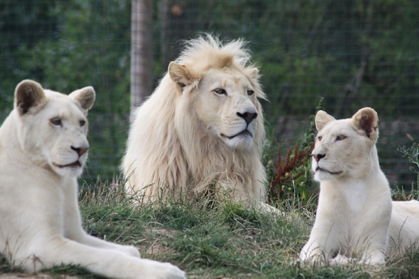 A majestic white lion with a flowing mane is surrounded by two white lionesses, all resting on a grassy area with some vegetation in the background.