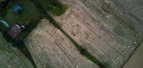 An aerial view of agricultural fields with visible patches of green grass and numerous hay bales scattered across the brownish, harvested areas. A small house with a reddish roof is nestled among trees, surrounded by verdant vegetation.