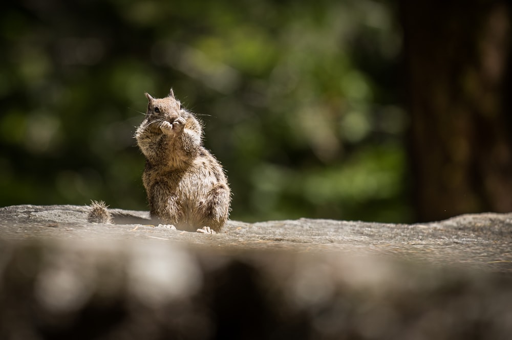 flaches Fokusfoto des essenden Eichhörnchens auf einem Felsen