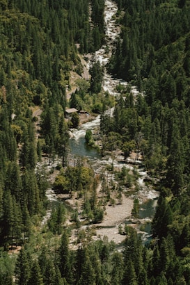 An aerial view of a dense forest landscape with a winding river running through it. Tall evergreen trees cover the landscape, interspersed with a few cleared areas. A small road curves alongside the river, connecting to a small building visible near the riverbank.