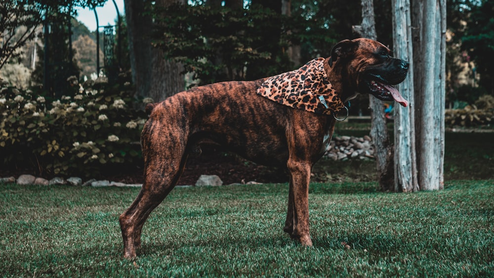 short-coated brindle dog on grass field