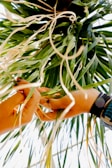 Hands are carefully weaving or handling green and brown long leaves or strands, possibly of a plant, against a bright backdrop. The focus is on the intricate activity between the hands, emphasizing detail in the natural elements and the human touch.