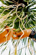 Hands are carefully weaving or handling green and brown long leaves or strands, possibly of a plant, against a bright backdrop. The focus is on the intricate activity between the hands, emphasizing detail in the natural elements and the human touch.