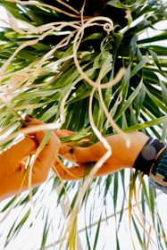 Hands are carefully weaving or handling green and brown long leaves or strands, possibly of a plant, against a bright backdrop. The focus is on the intricate activity between the hands, emphasizing detail in the natural elements and the human touch.