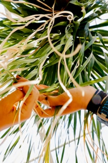 Hands are carefully weaving or handling green and brown long leaves or strands, possibly of a plant, against a bright backdrop. The focus is on the intricate activity between the hands, emphasizing detail in the natural elements and the human touch.