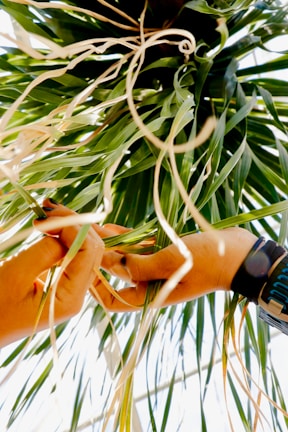 Hands are carefully weaving or handling green and brown long leaves or strands, possibly of a plant, against a bright backdrop. The focus is on the intricate activity between the hands, emphasizing detail in the natural elements and the human touch.