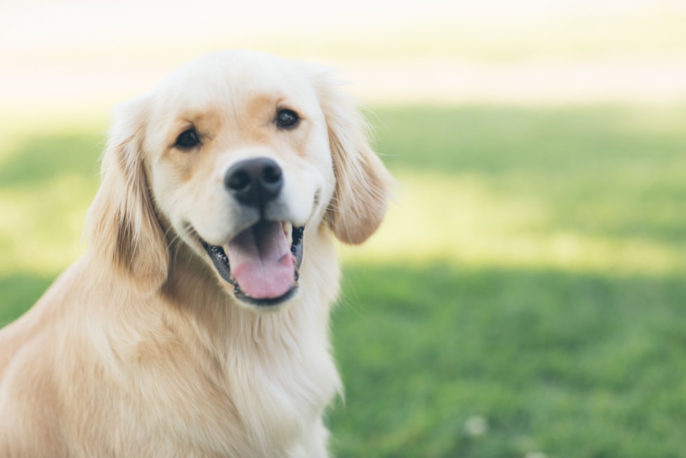 adultgolden retriever