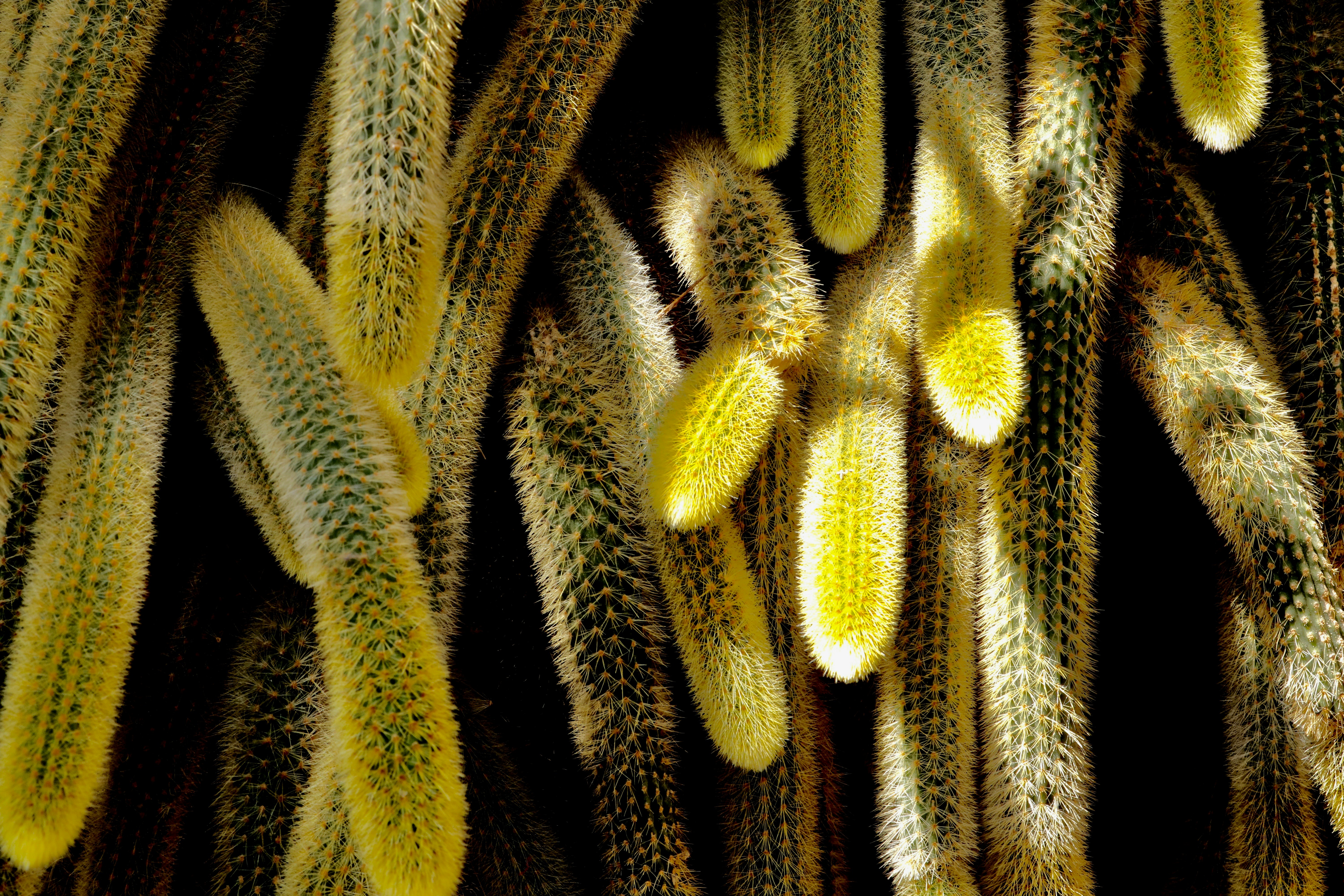 pianta di cactus verde in fotografia ravvicinata