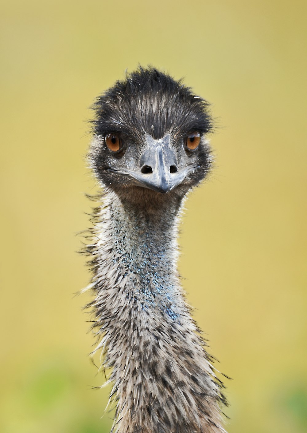a close up of an ostrich looking at the camera