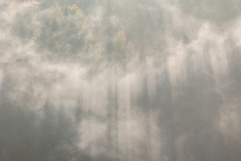 Photographie aérienne d’arbres verts sous les nuages et les rayons crépusculaires