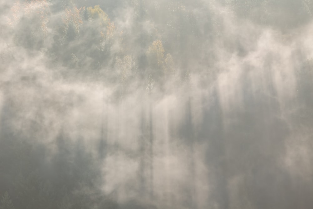 Fotografía aérea de árboles verdes bajo nubes y rayos crepusculares