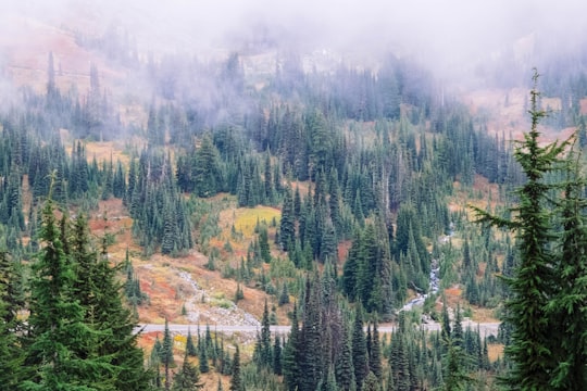 photo of Paradise Tropical and subtropical coniferous forests near Tolmie Peak Fire Lookout