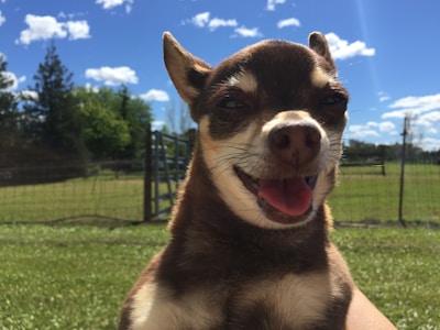 A small dog happily following a training command in a sunny backyard.