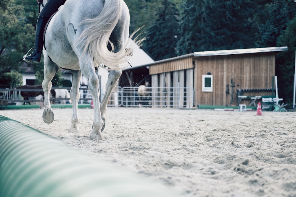 white horse standing on white sand