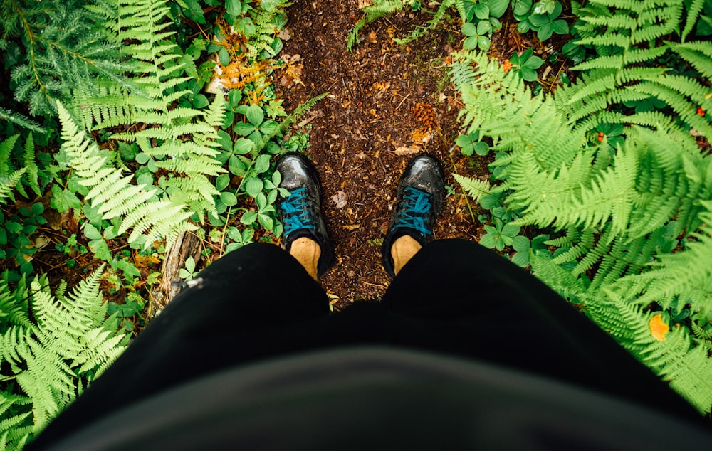 person standing between fern plants