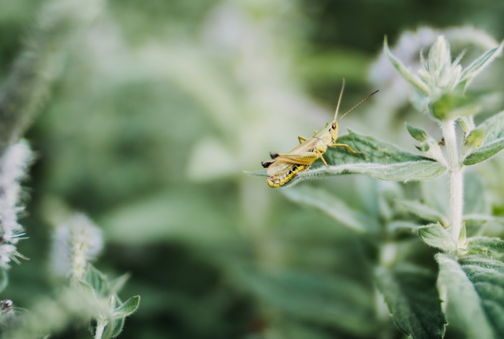 yellow grasshopper on green plant